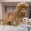 Lion Mane Pet Costume Headgear - Pets Personalized